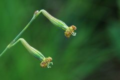 Silene burchellii