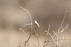 Passer motitensis