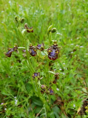 Ophrys speculum speculum
