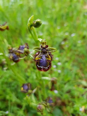 Ophrys speculum speculum