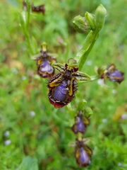 Ophrys speculum speculum