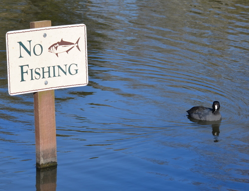 American Coot photographed in Louisiana