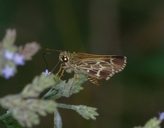 Amblyscirtes aesculapius