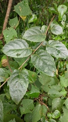 Actinidia rufa
