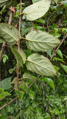 Actinidia rufa