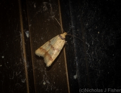 Heteroteucha anthodora