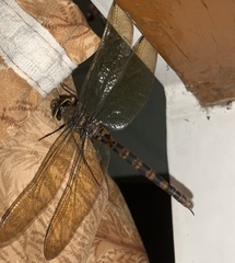 Anax immaculifrons