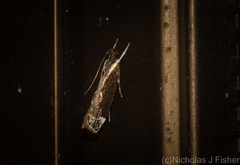 Chaliniastis astrapaea