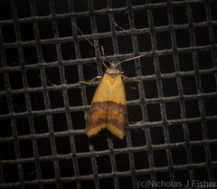 Hapaloteucha polemistis