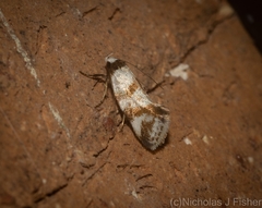 Isomoralla gephyrota