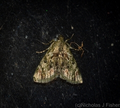 Enchesphora recurvalis