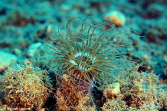 Cerianthus membranaceus