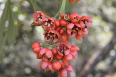 Axinaea costaricensis