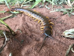 Scolopendra viridicornis