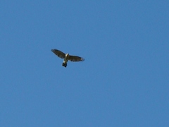Accipiter striatus erythronemius