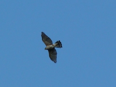 Accipiter striatus erythronemius