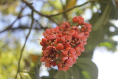 Axinaea costaricensis