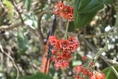Axinaea costaricensis