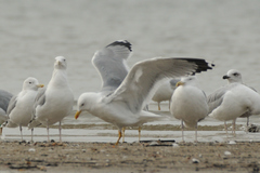 Larus michahellis