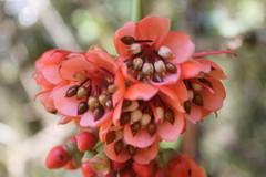Axinaea costaricensis