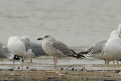 Larus michahellis