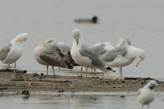 Larus cachinnans