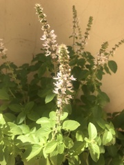 Ocimum basilicum