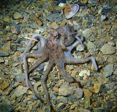 Octopus berrima