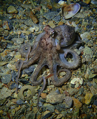 Octopus berrima