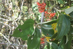 Axinaea costaricensis