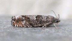 Epinotia solicitana