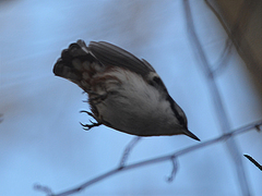 Sitta europaea