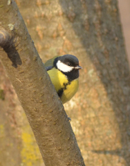 Parus major