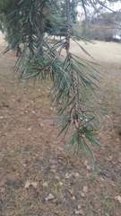 Pinus sylvestris