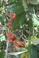 Axinaea costaricensis
