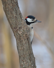 Dendrocopos major
