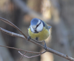 Cyanistes caeruleus