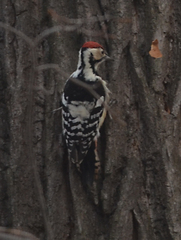 Dendrocopos leucotos