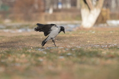 Corvus cornix