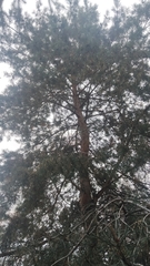 Pinus sylvestris