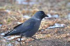 Corvus monedula