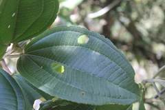 Axinaea costaricensis