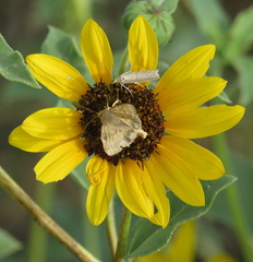 Heliocheilus paradoxus