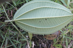Axinaea costaricensis
