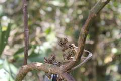 Axinaea costaricensis
