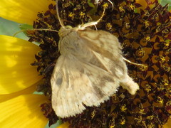 Heliocheilus paradoxus