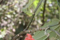 Axinaea costaricensis