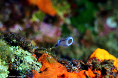 Clavelina