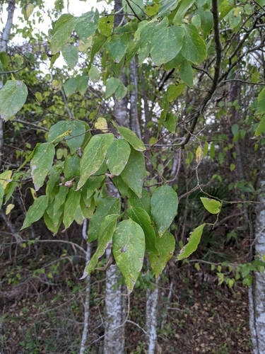 Celtis laevigata image