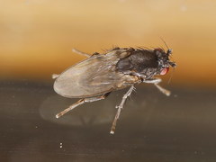 Leptocera nigra